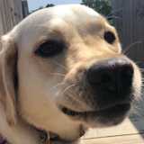 Josie R. avatar icon