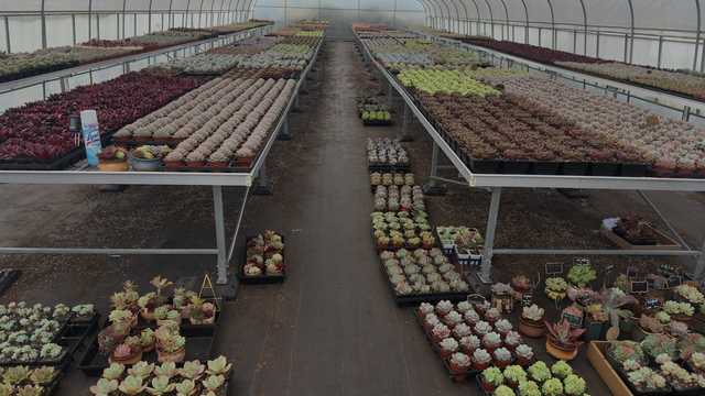 Live Stream Host - E-commerce Sales (Succulents & Plants)