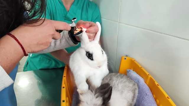 Auxiliar Administrativo/a