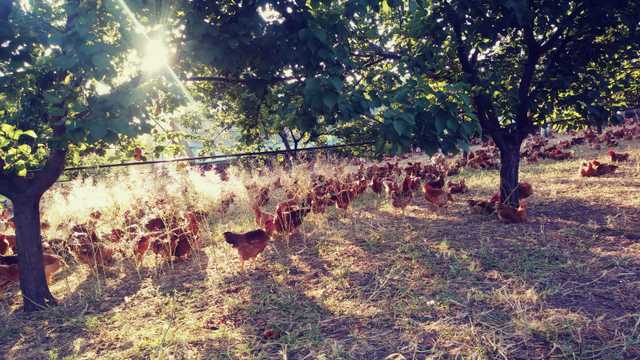 Agricultor/a