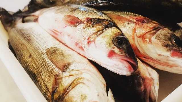 Cocinero/a y Ayudante/a de Cocina