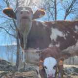 YEGUADA VENERO CLARO logo