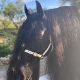 Frisones F. avatar icon