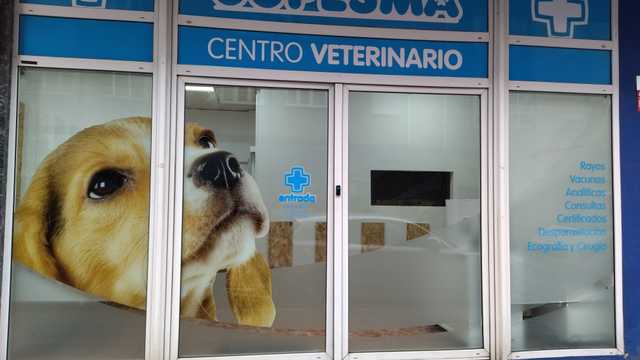 Veterinario/a