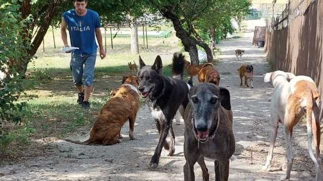 Transporte de animales vivos.