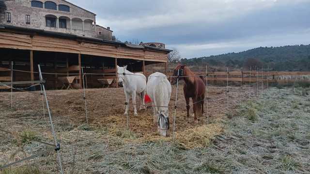 limpieza y cuidados animales de un Santuario