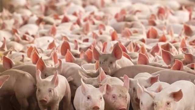 Operario en granja porcina