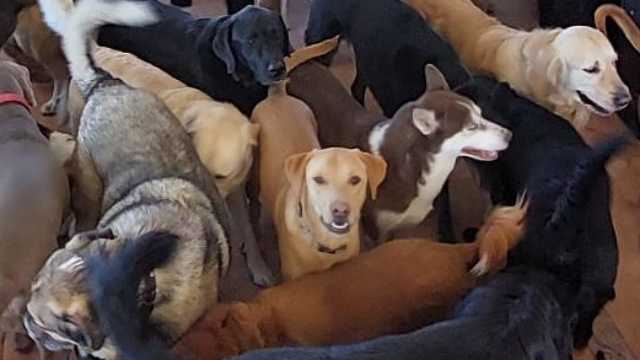 Transporte de animales vivos.