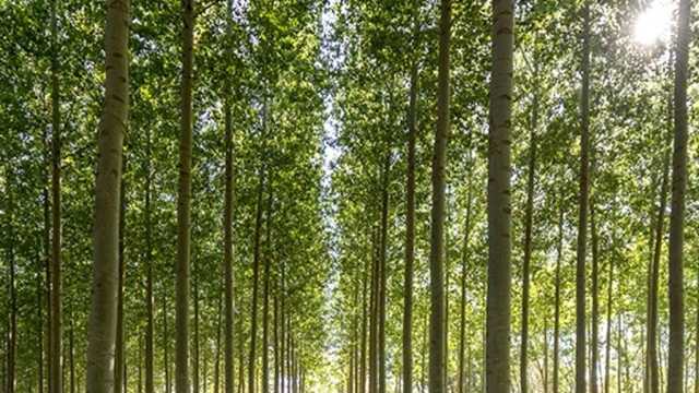 Tractorista/regador/podador