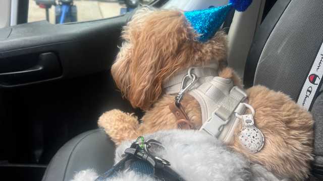 Dog Groomer