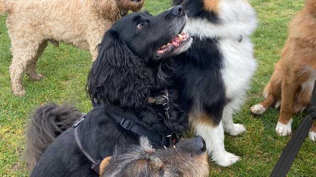 Dog Walker