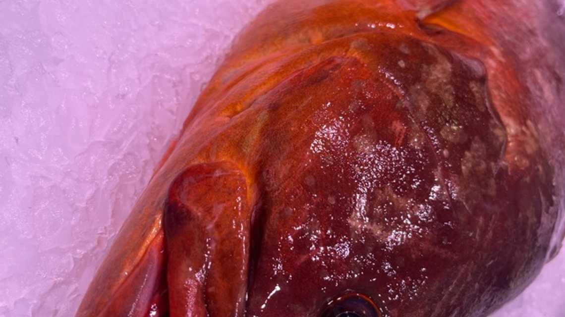 Pescaderia cover image
