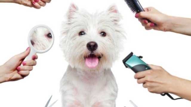 Peluquero/a canino