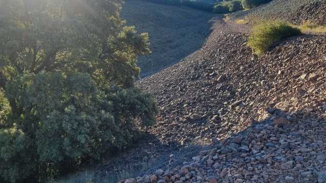 Ingeniero técnico forestal