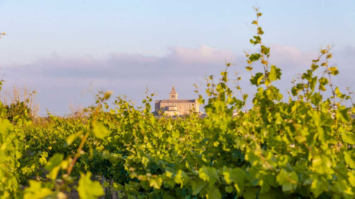 blanca terra cover image