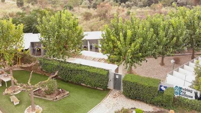 Cuidador Residencia Canina (Limpieza)