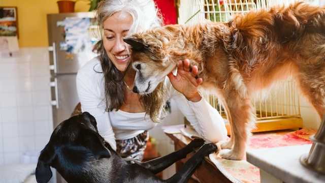 Certified Pet Groomer and Sitter