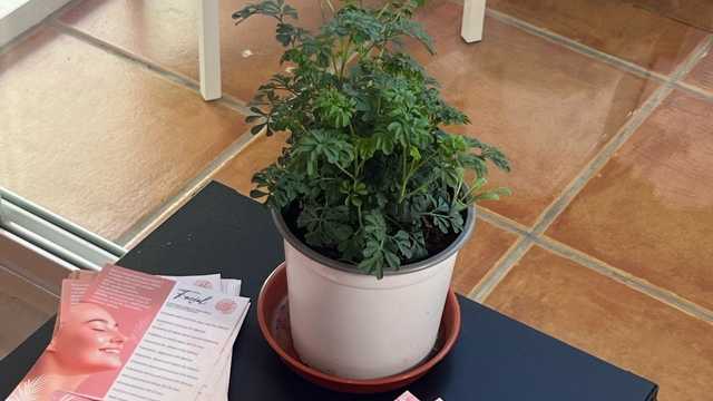 Esteticista