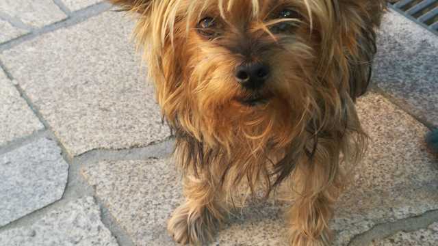 Veterinario