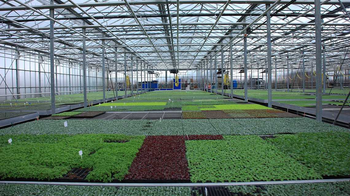 Pentland Plants Ltd cover image