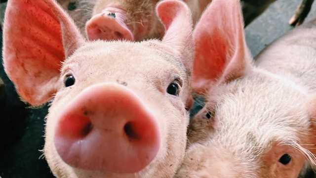 Cargador camiones porcionos