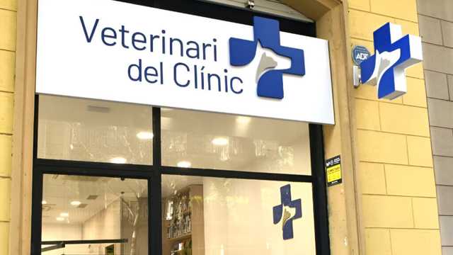 Veterinario/a con experiencia en cirugía