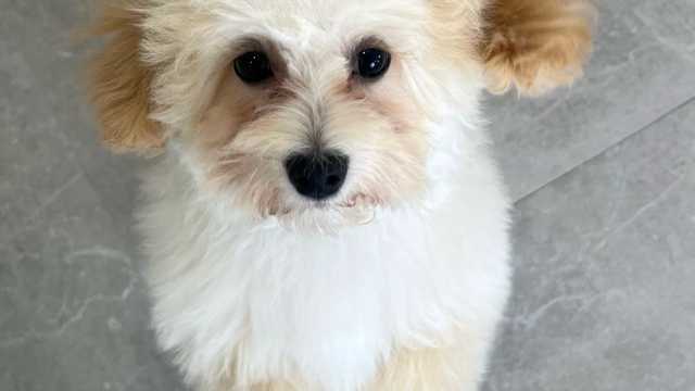 Peluquero/a Canino