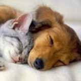 Veterinarian In Queens A. avatar icon