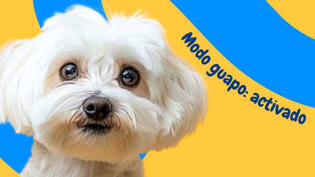 Peluquera Canina Profesional