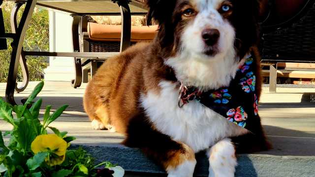 Dog Groomer