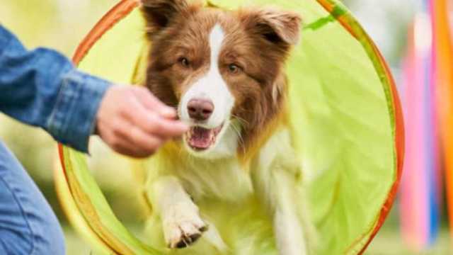Adiestrador/a Canino